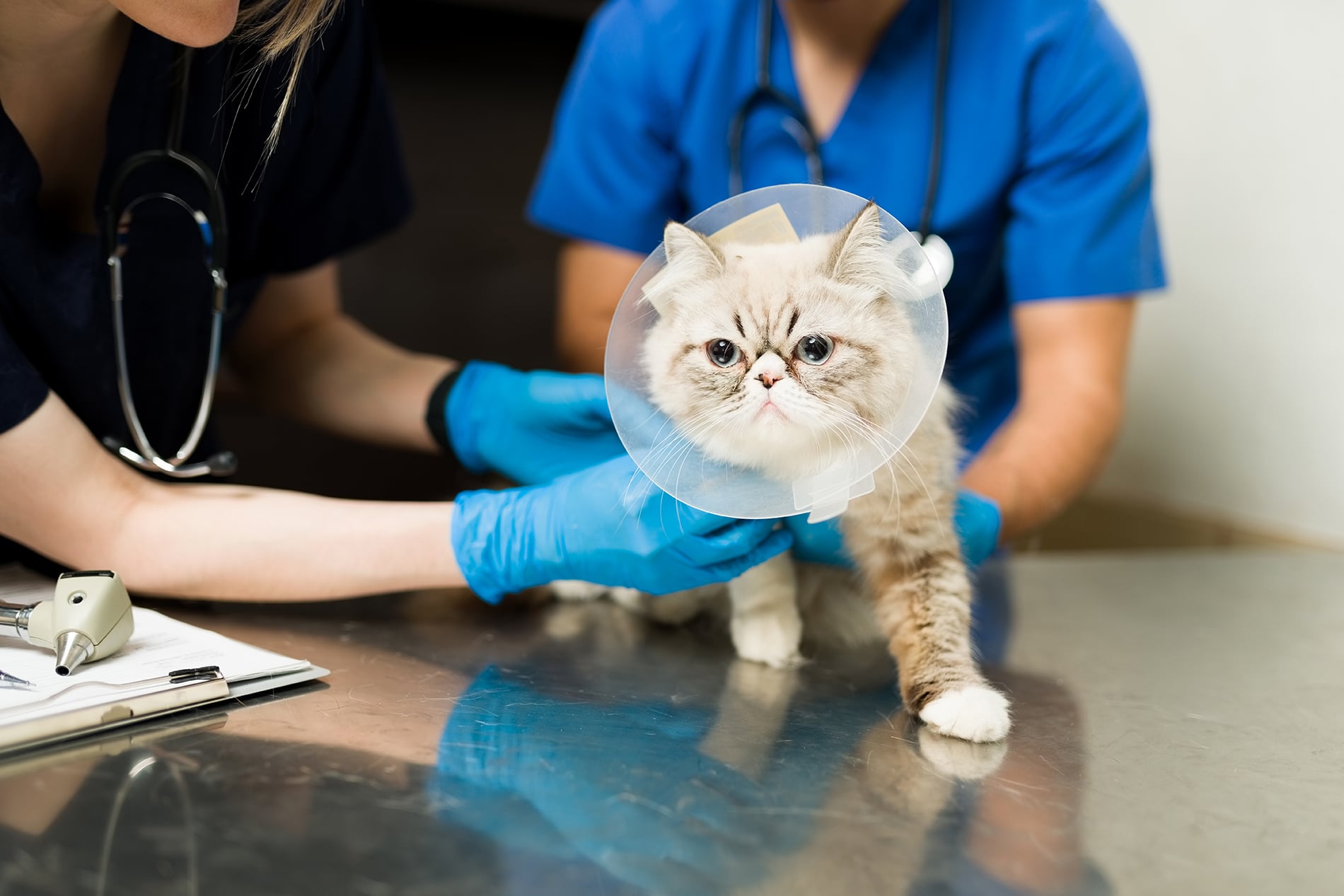 A cat being examined at a vet's office