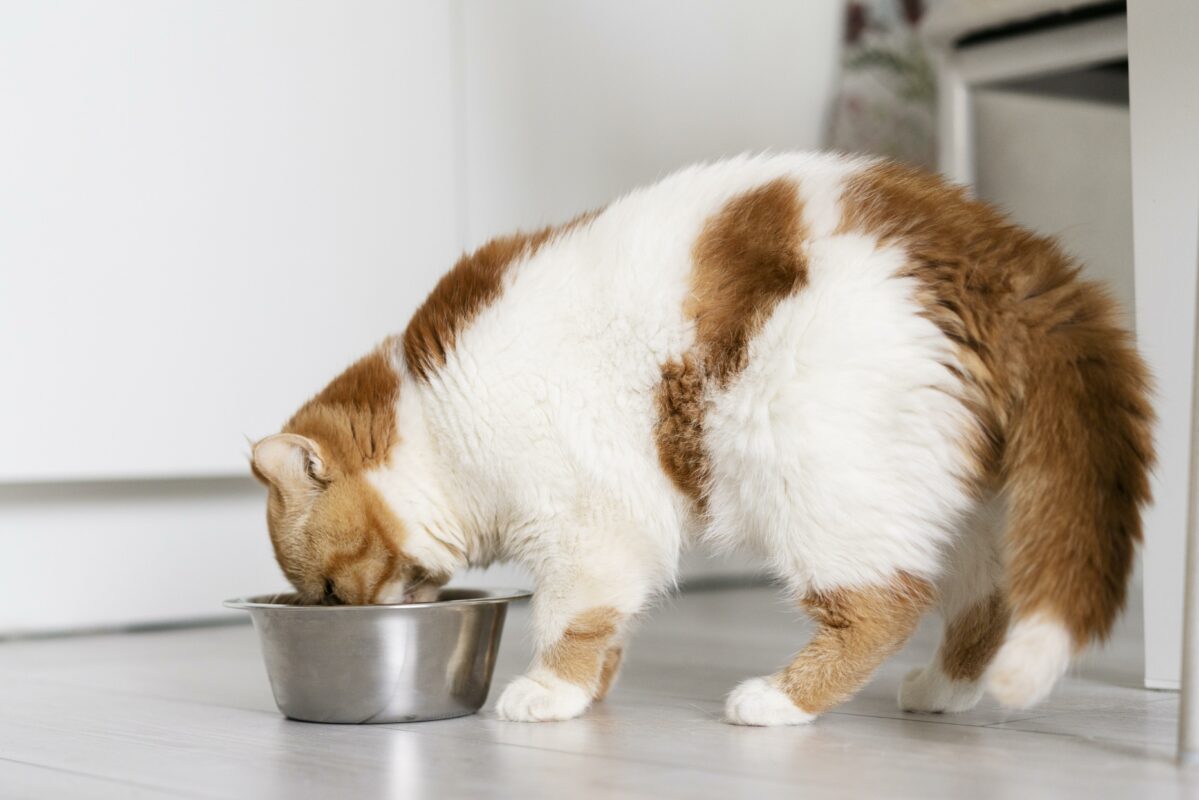 Feline Arthritis: Causes, Signs & Treatment Options - Petspemf feline arthritis 2