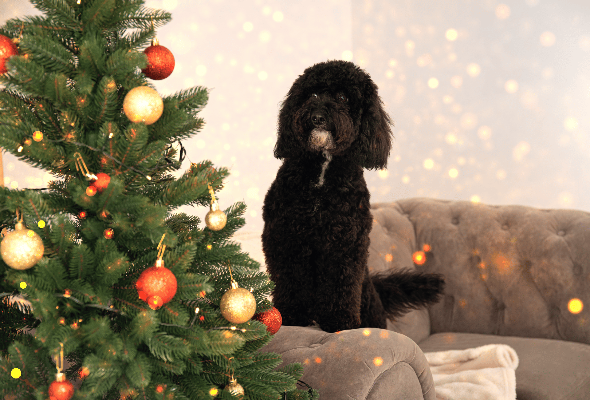 Holiday Dangers for Pets: what to pay attention to? - Petspemf holiday dangers for pets 1