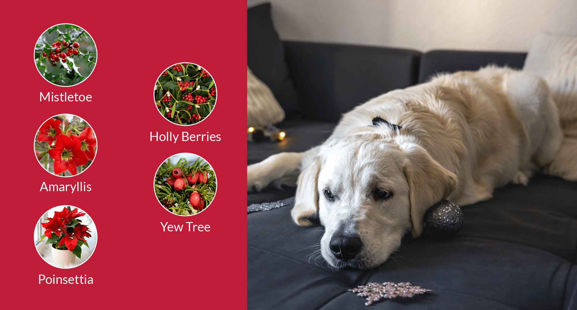 Holiday Dangers for Pets: what to pay attention to? - Petspemf holiday dangers for pets 2