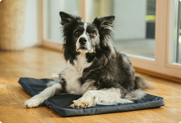 Home - Petspemf pemf for pets 1