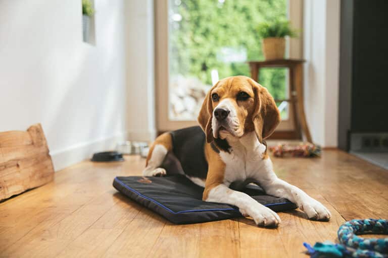 Petspemf Pad for Dogs PEMF Therapy Mat / Bed for Dogs