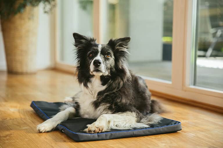 Petspemf Pad for Dogs PEMF Therapy Mat / Bed for Dogs