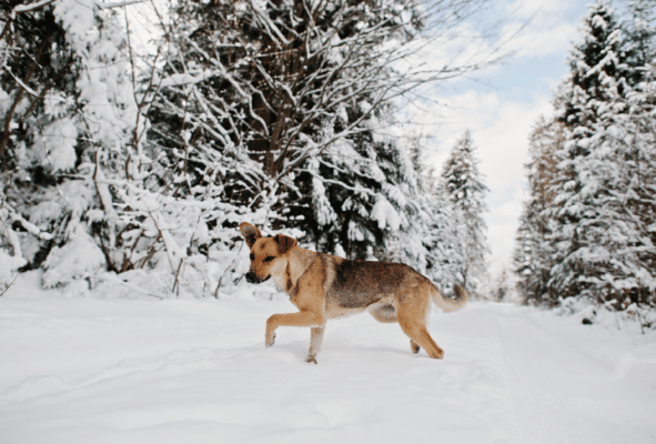 Pet Winter Care and Considerations - Petspemf 39