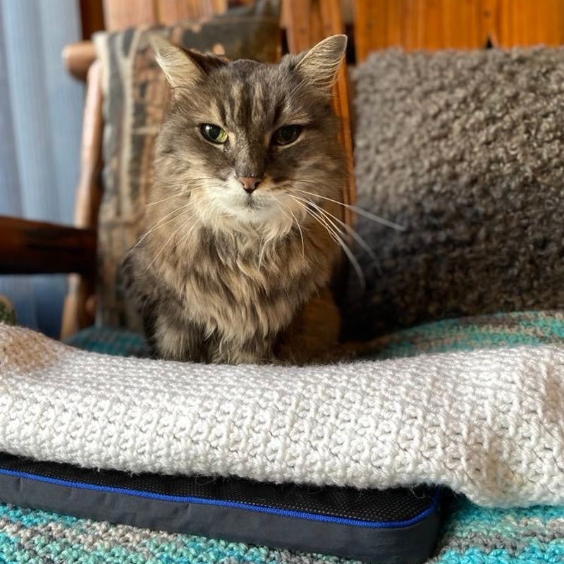 Petspemf Pad for Cats - Petspemf 19