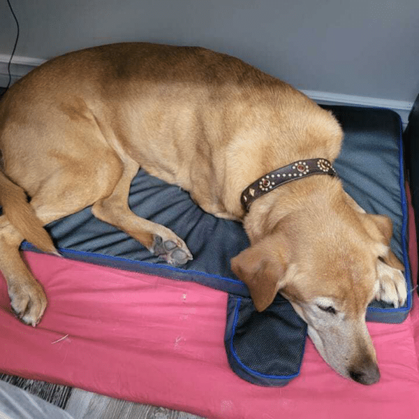 Petspemf Pad for Pets PEMF Therapy Mat / Bed for Dogs