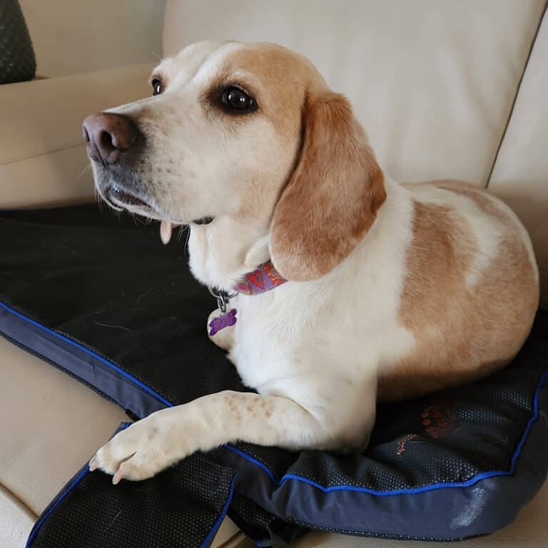 Petspemf Pad for Pets PEMF Therapy Mat / Bed for Dogs