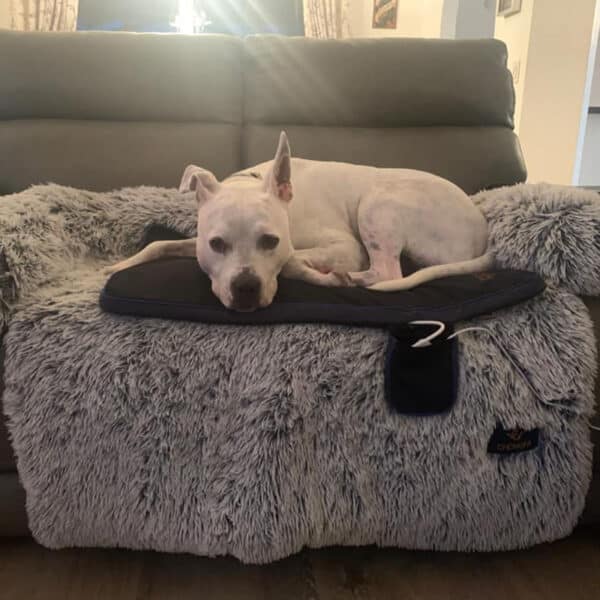 Petspemf Pad for Pets PEMF Therapy Mat / Bed for Dogs