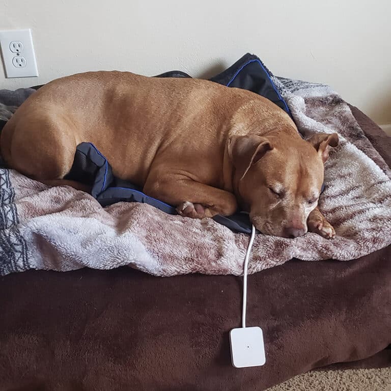 Petspemf Pad for Dogs PEMF Therapy Mat / Bed for Dogs