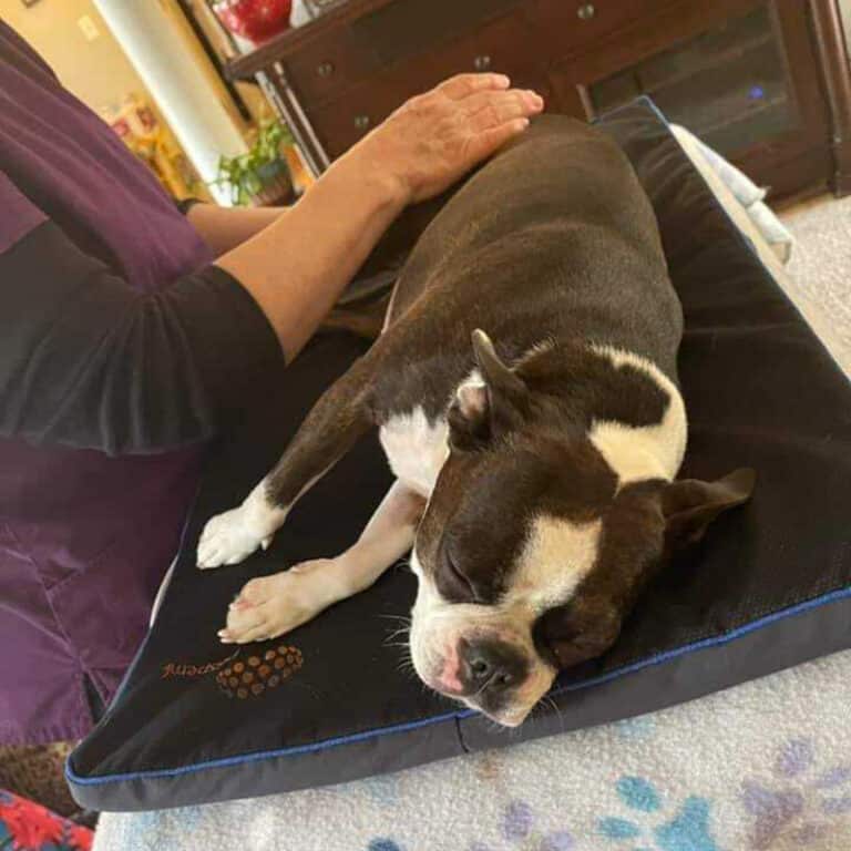 Petspemf Pad for Dogs PEMF Therapy Mat / Bed for Dogs