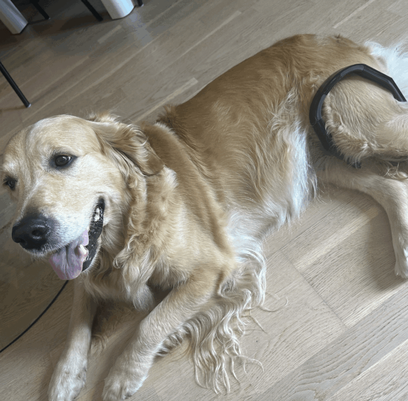 Petspemf Pad for Pets - Petspemf 31