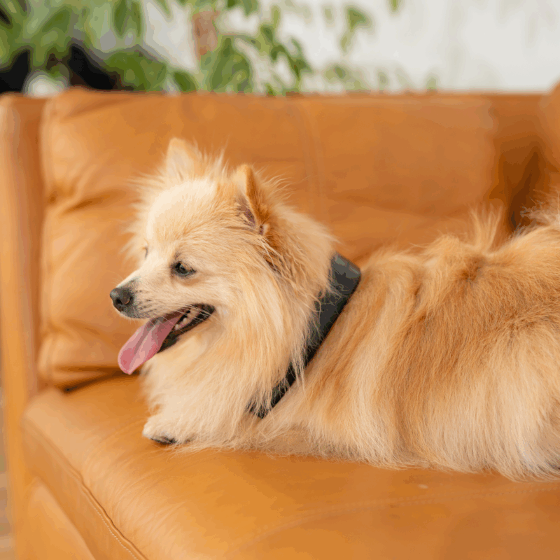 Petspemf Pad for Pets - Petspemf 23
