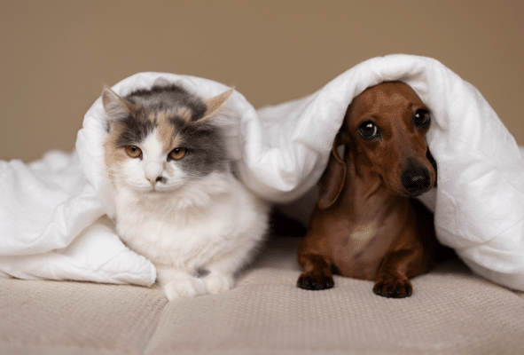 10 Sleep Hygiene Tips for Your Furry Companions - Petspemf 36