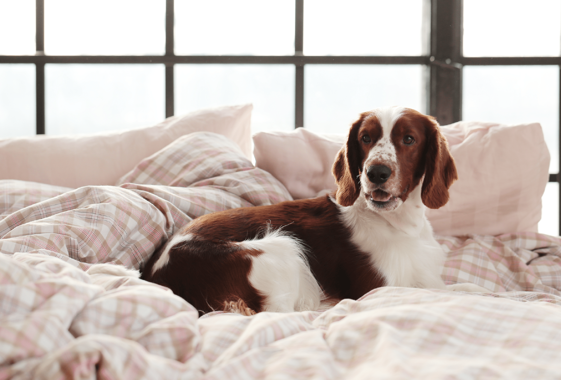 10 Sleep Hygiene Tips for Your Furry Companions - Petspemf sleep hygiene, cats, dogs 2