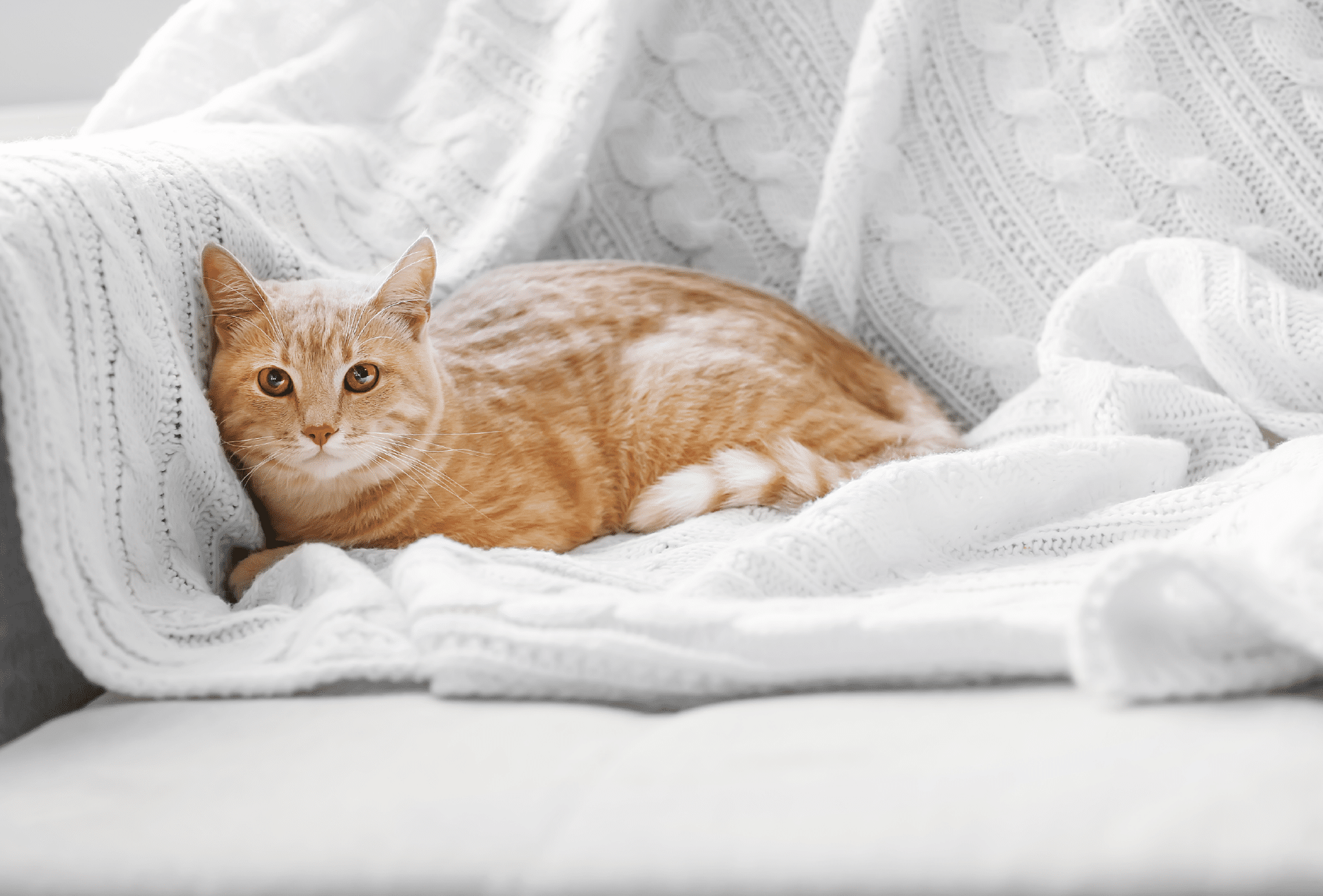 10 Sleep Hygiene Tips for Your Furry Companions - Petspemf sleep hygiene, cats, dogs 1