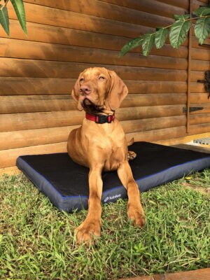 Petspemf RollnRest - Petspemf Rollnrest 34