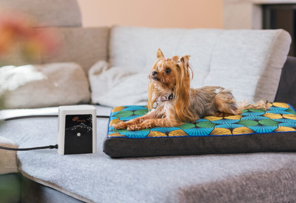 The New Healing Routine: How to Combine PEMF Sessions With Daily Care - Petspemf Petspemf Pad 38