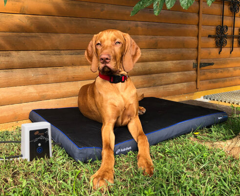 Petspemf RollnRest - Petspemf Rollnrest 34