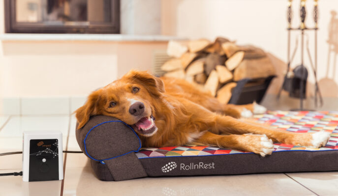 Healing Meets Home Design — Why Style Matters Too - Petspemf Petspemf Pad 38