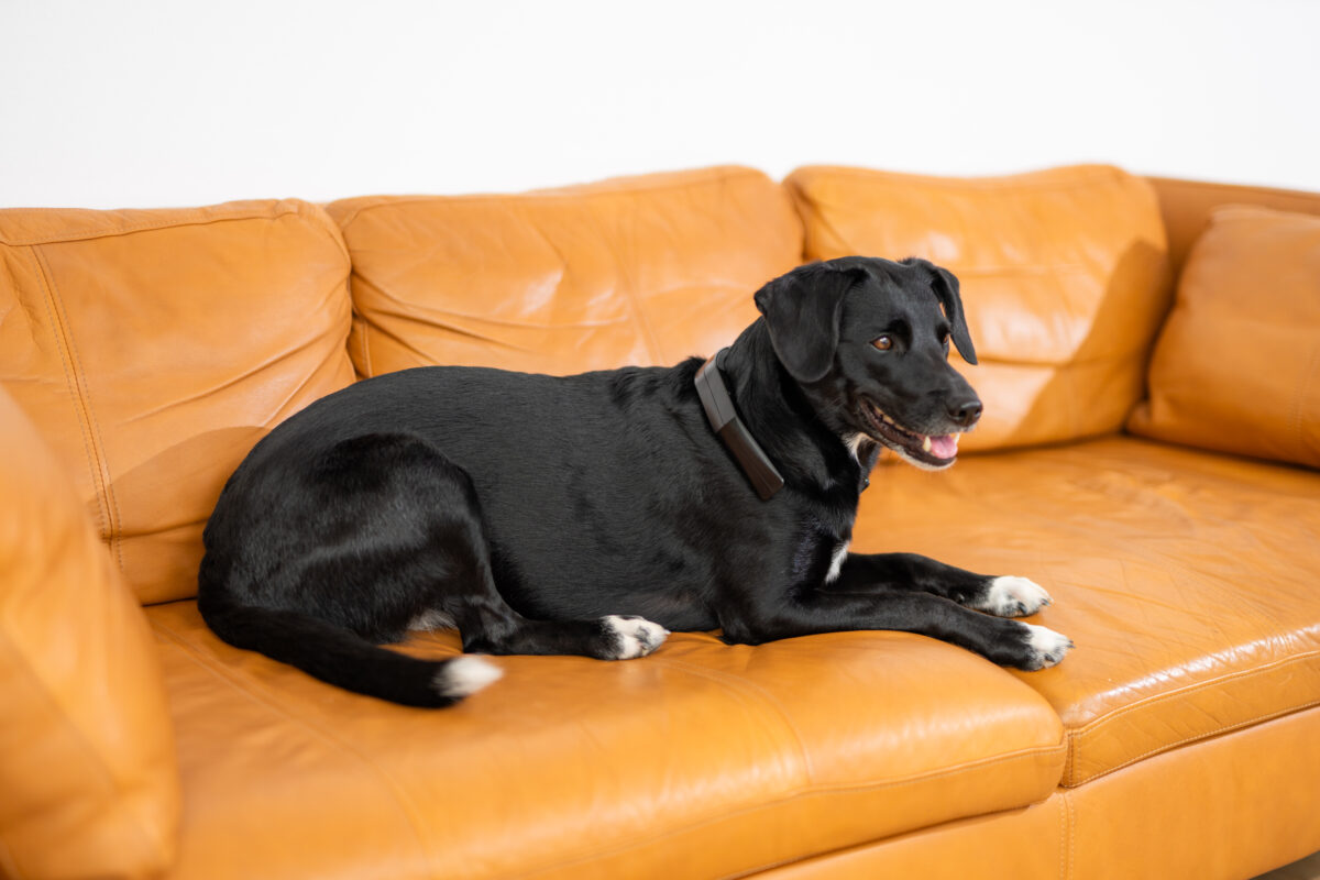 PetLoop PRO - Relief Meets Simplicity - Petspemf 1