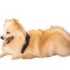 petloop, pemf, how to use