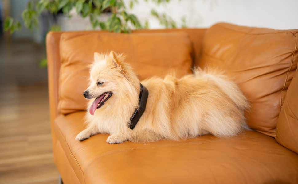 Home - Petspemf pemf for pets 1