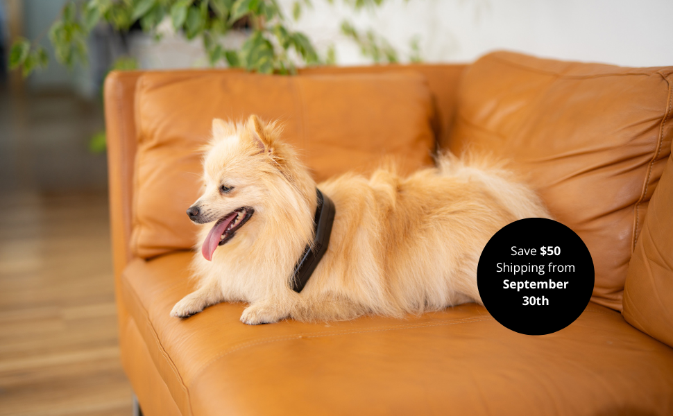 Home - Petspemf pemf for pets 1