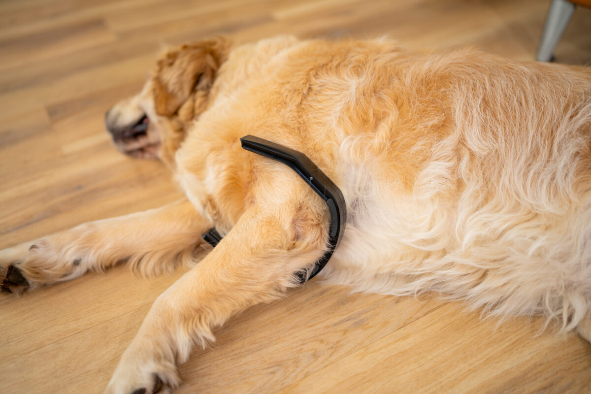 PetLoop PRO - Petspemf PetLoop PRO 2