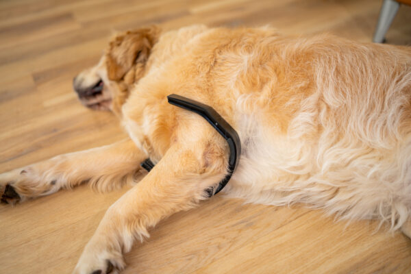 How to Protect Your Pet’s Mobility Long-Term - Petspemf pet recovery after activity,pemf,pemf therapy for dogs,pemf devices for pets,pemf therapy,dog Recovery,dog mobility long term,how to keep dog joints healthy,prevent dog joint problems,dog mobility exercises daily,aging dog mobility support,low impact exercise for dogs,dog joint health routine,pet mobility prevention,dog recovery after exercise,how to improve dog flexibility,Stiff joints,dog Aging,dog joints 2