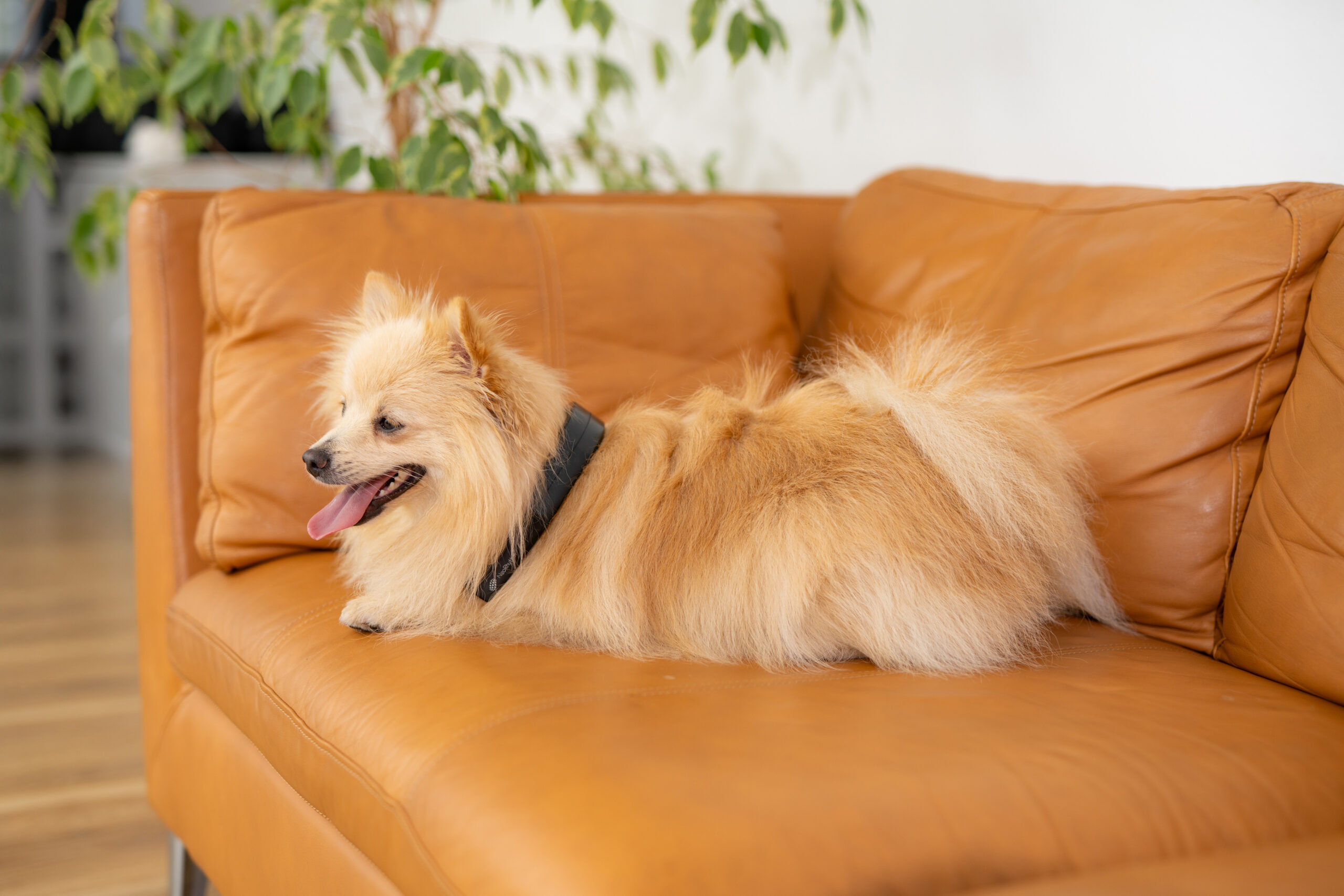 Home - Petspemf pemf for pets 6