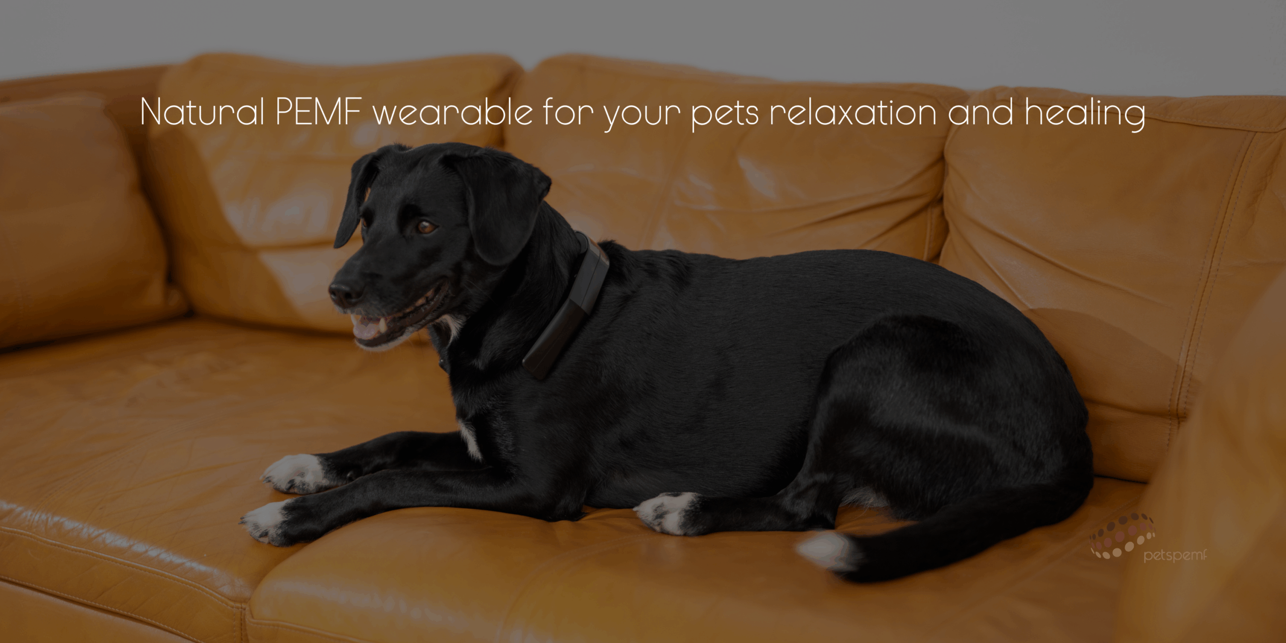 wearable, pemf, PetLoop PRO