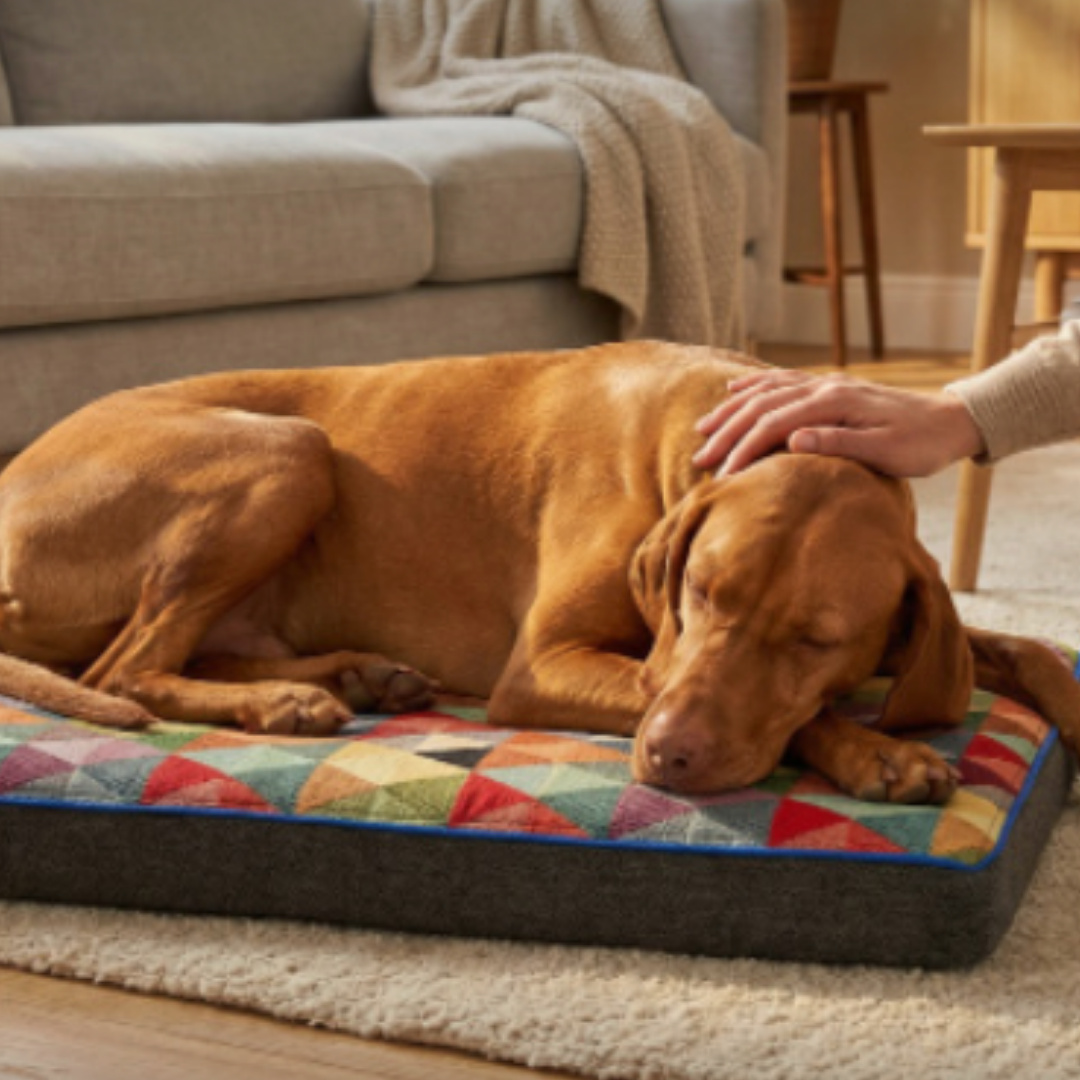 Calm Isn’t Just Behavior — It’s Biology - Petspemf 3