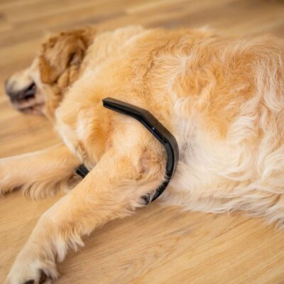 PetLoop PRO Positioning Guide: Field Range and Best Practices - Petspemf Rollnrest,RollnRest® 1