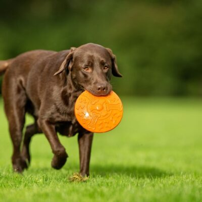 Severe Arthritis Pain in Pets: How PEMF Therapy May Help - Petspemf Rollnrest,RollnRest® 2