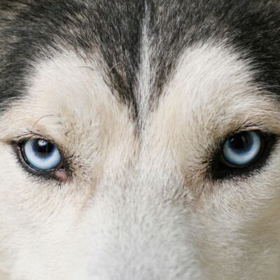 dogs eye