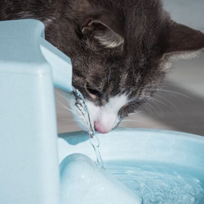 cat drinking water recovery