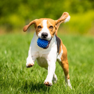 pet running exercise