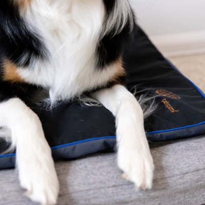 pet joint