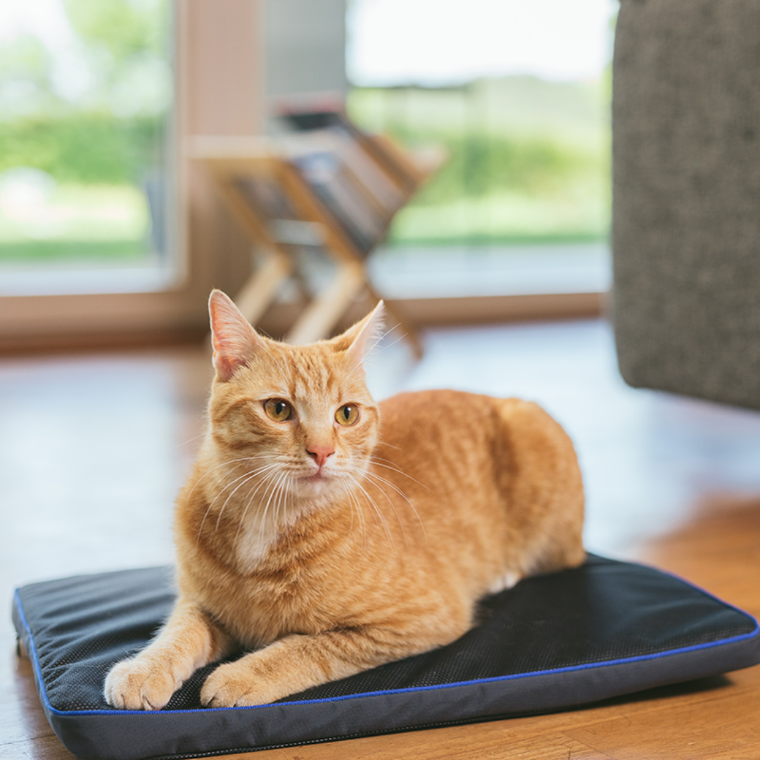 cat recovery