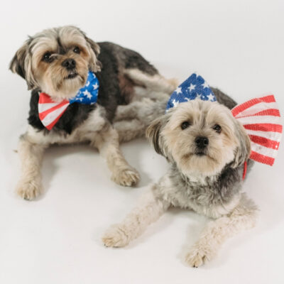 4th of July fireworks pets support