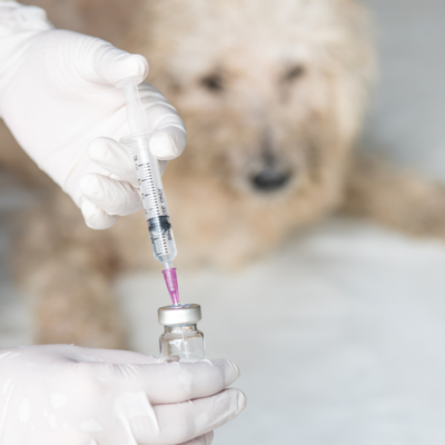 pet vaccinations