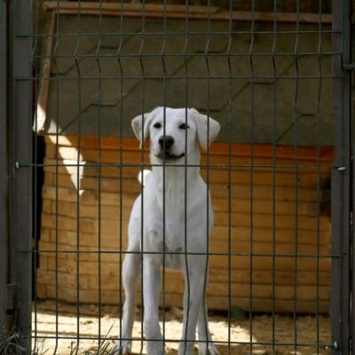stress in shelter pets