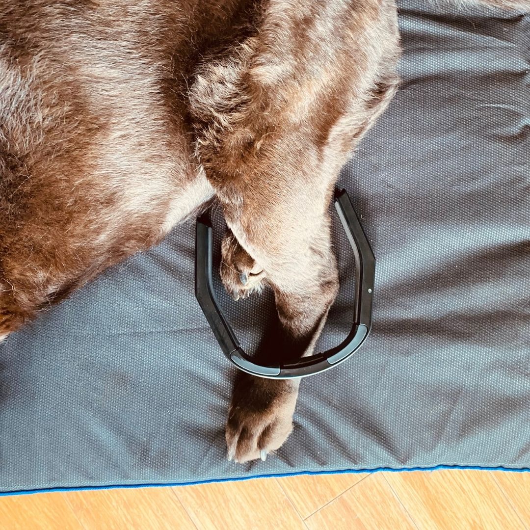 dog wrist pain