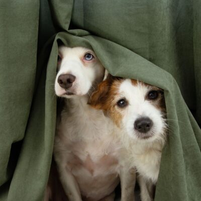thunderstorm anxiety pets