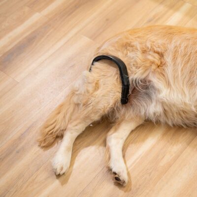 PetLoop Pro hip recovery