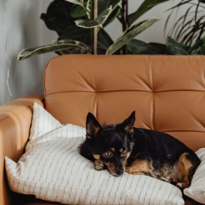 dogs recovery and nutrition